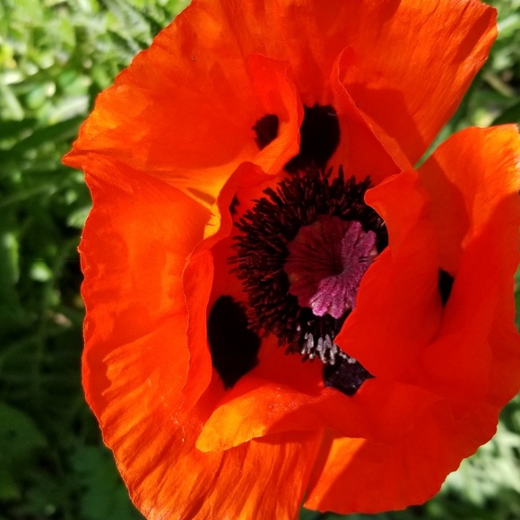 Meet your Posher, Ene - Picture 1 of 1